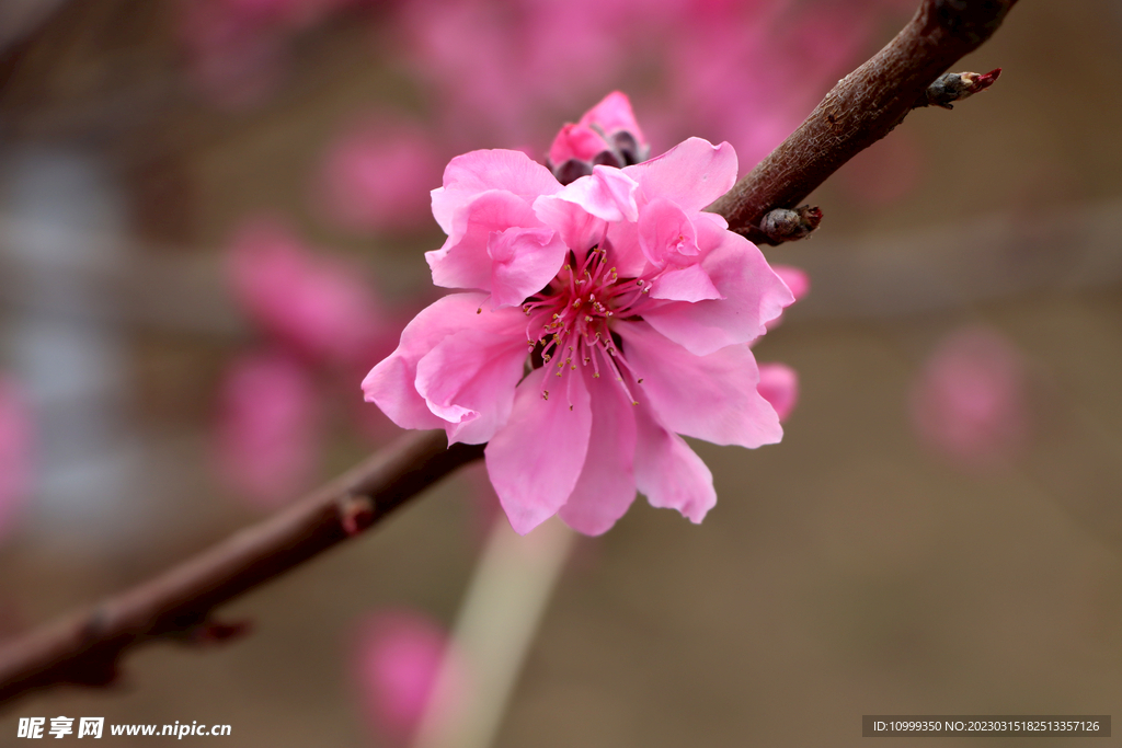 桃花
