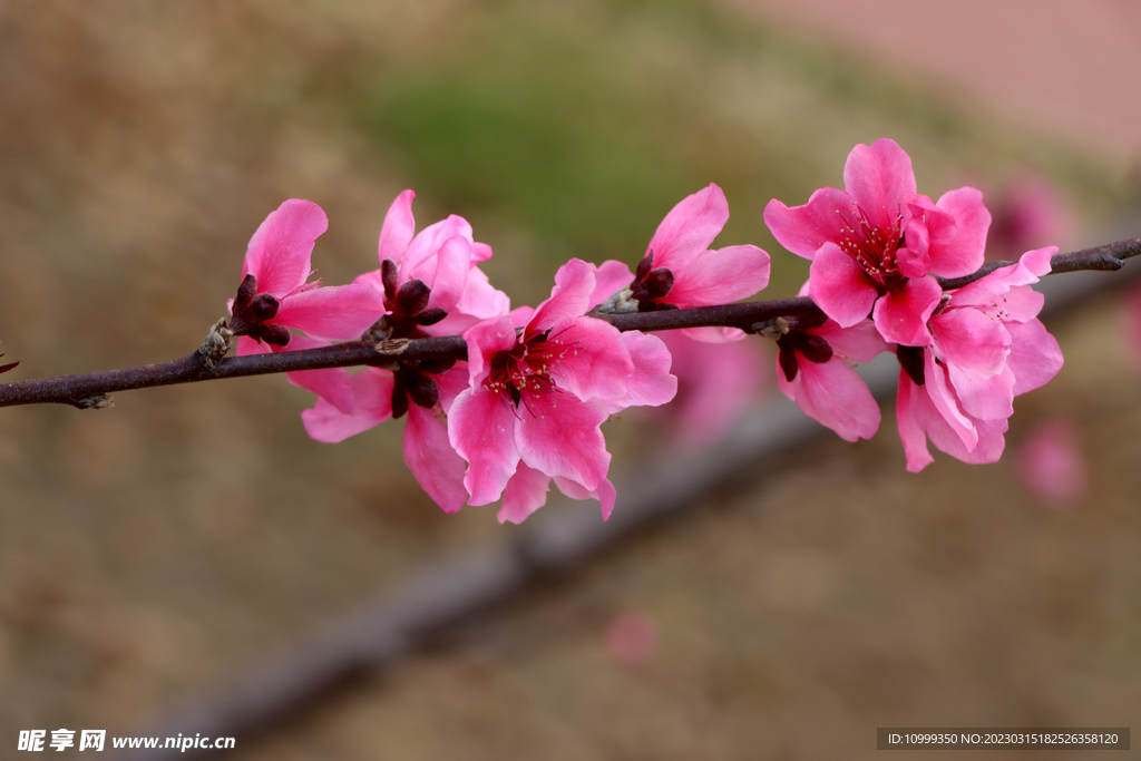 桃花