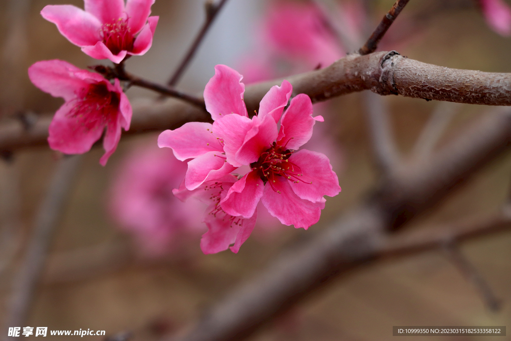 桃花