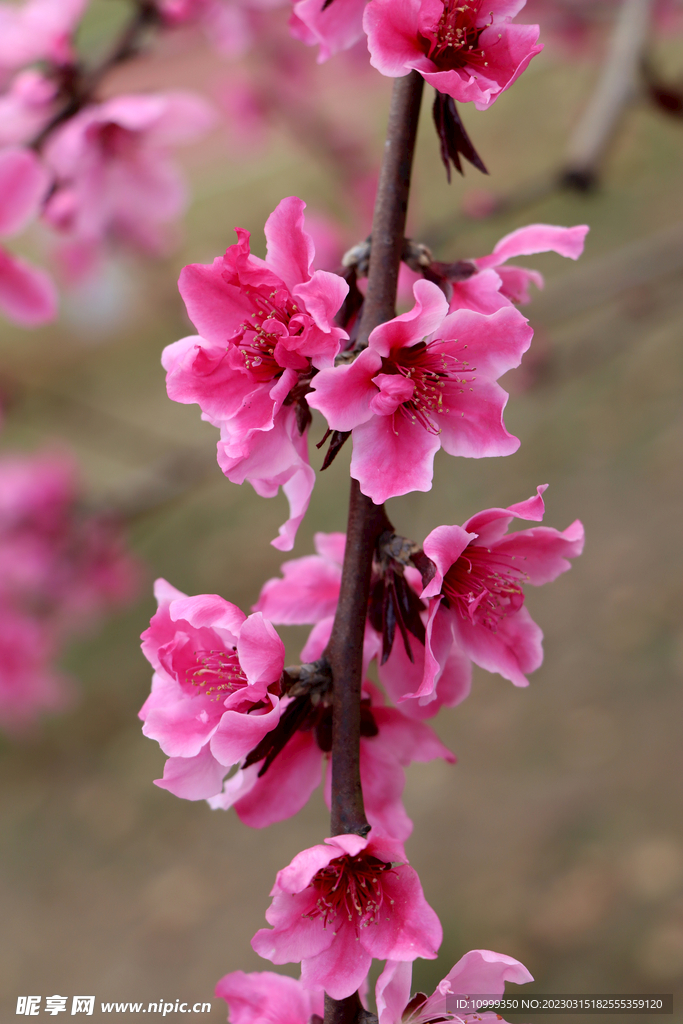 桃花