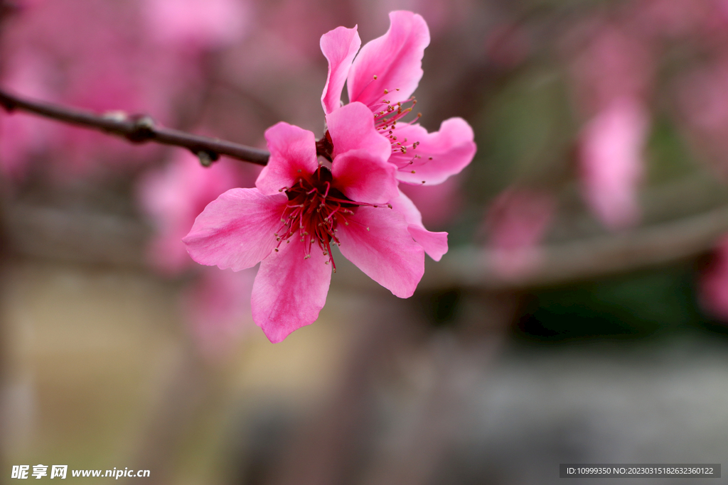 桃花