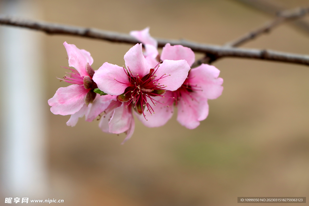 桃花