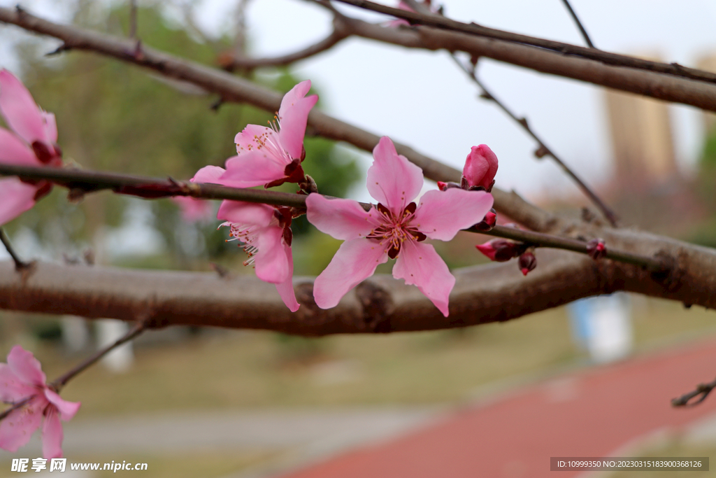 桃花