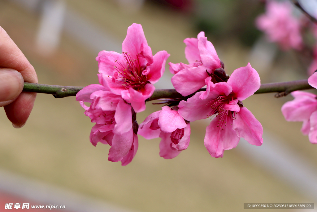 桃花