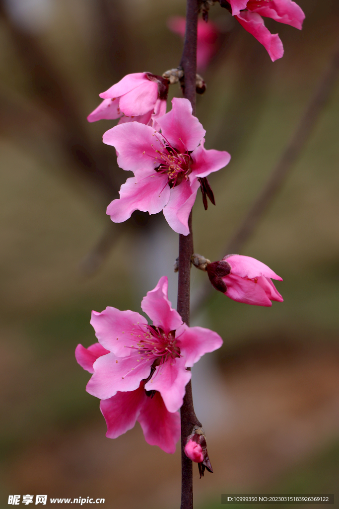 桃花