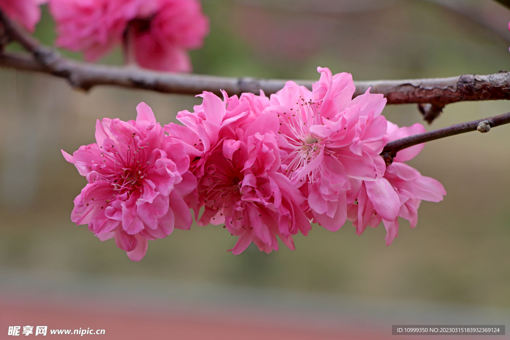 桃花