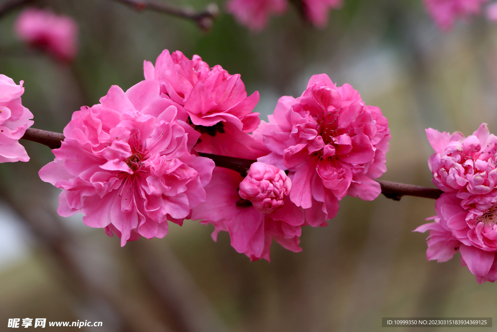桃花