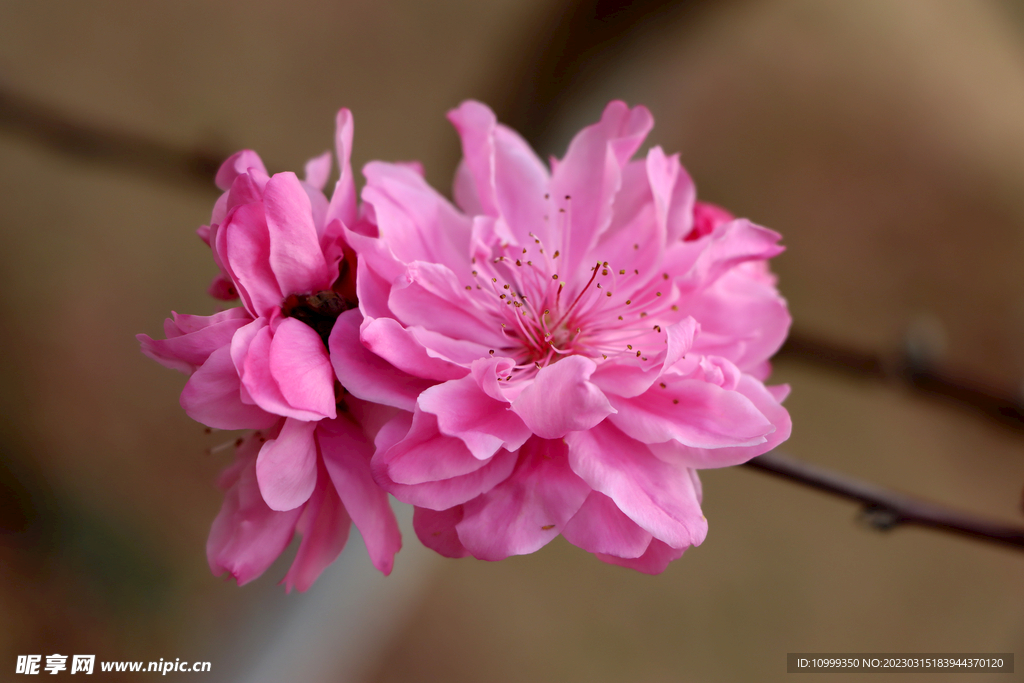 桃花