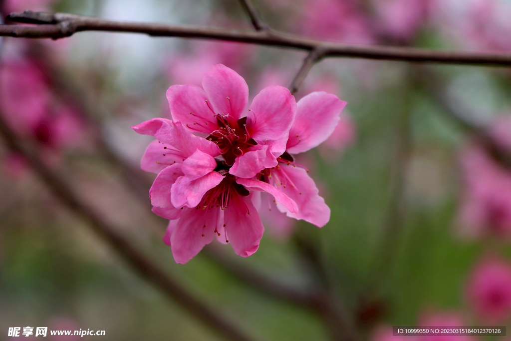 桃花