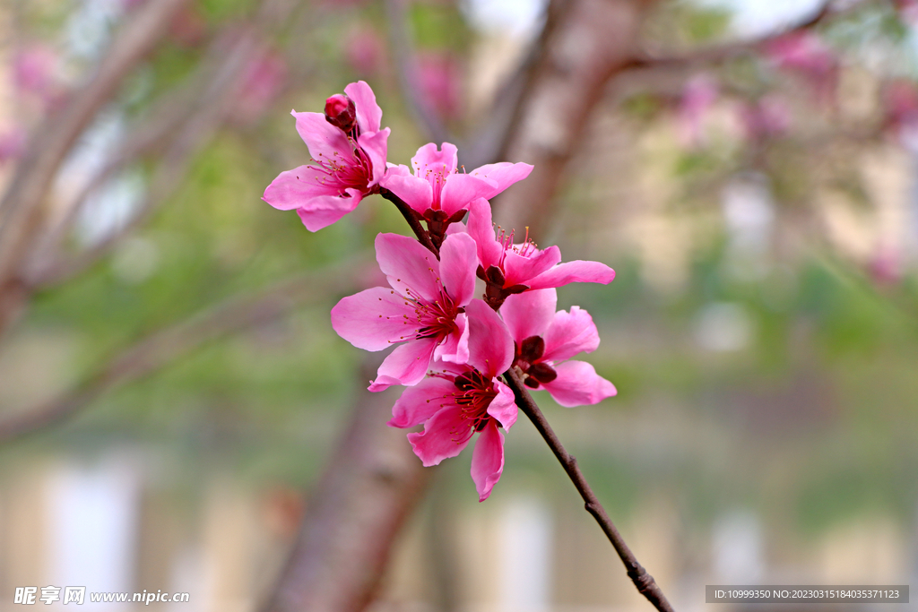 桃花