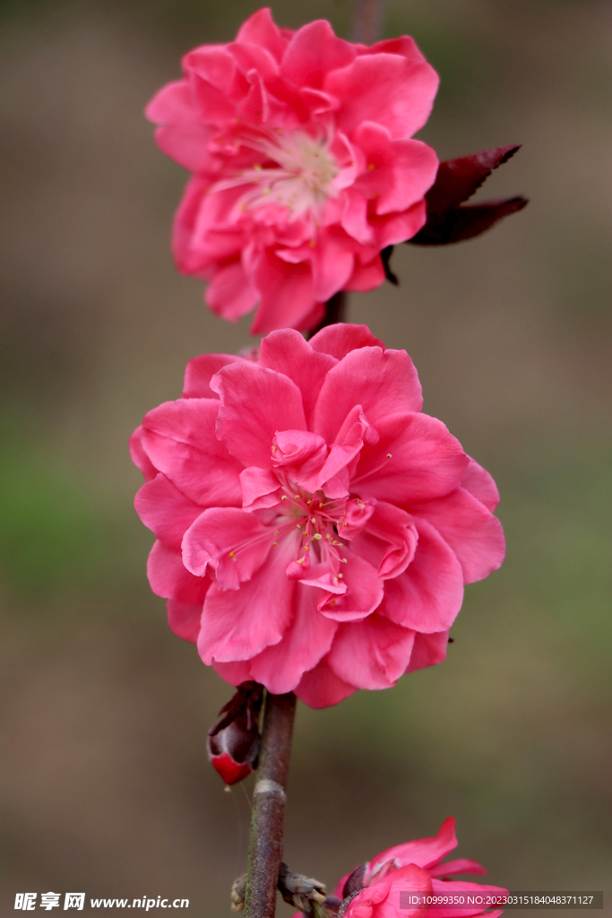 桃花