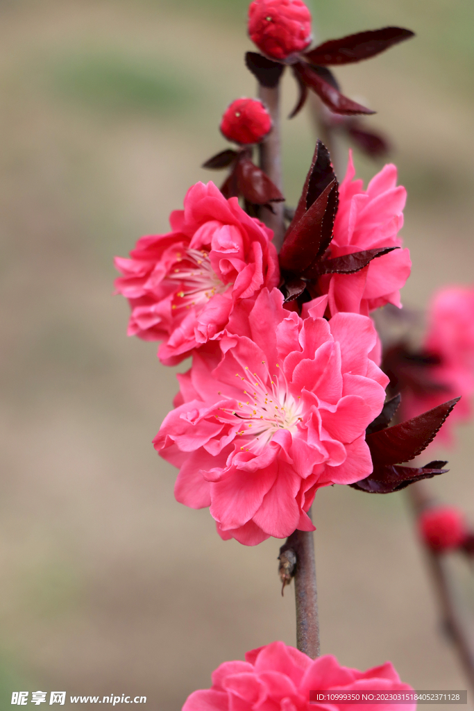 桃花