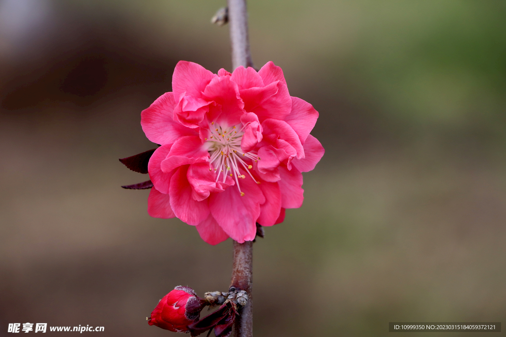 桃花