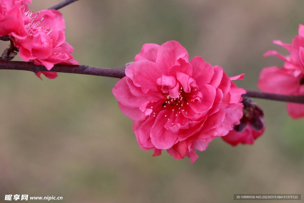 桃花 