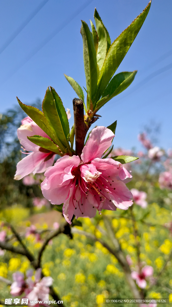 桃花