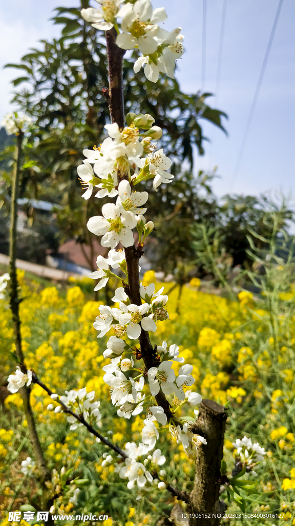 李花