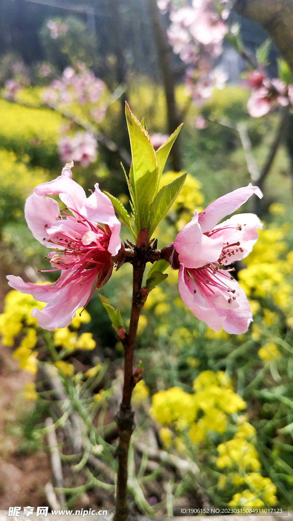 桃花