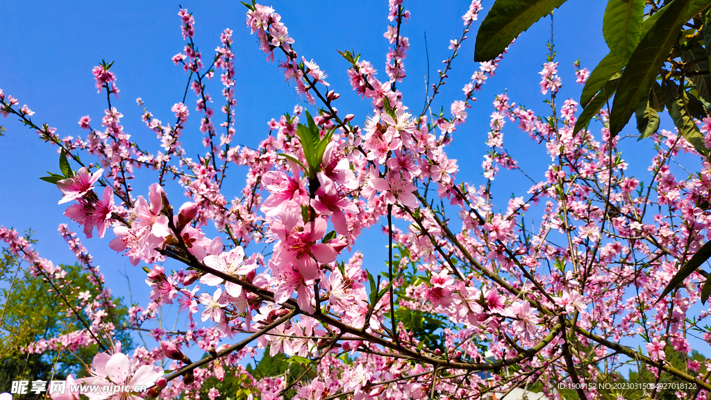 桃花