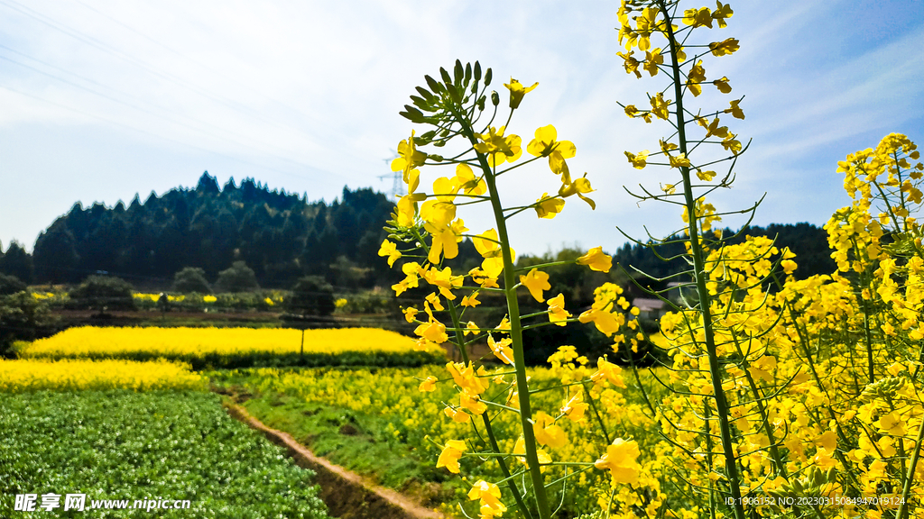 油菜花