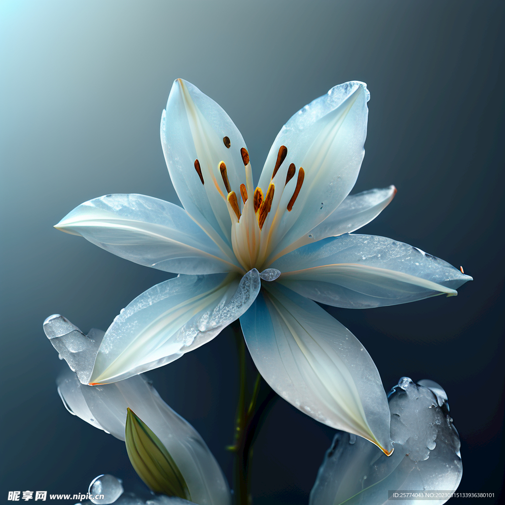 蓝色百合花