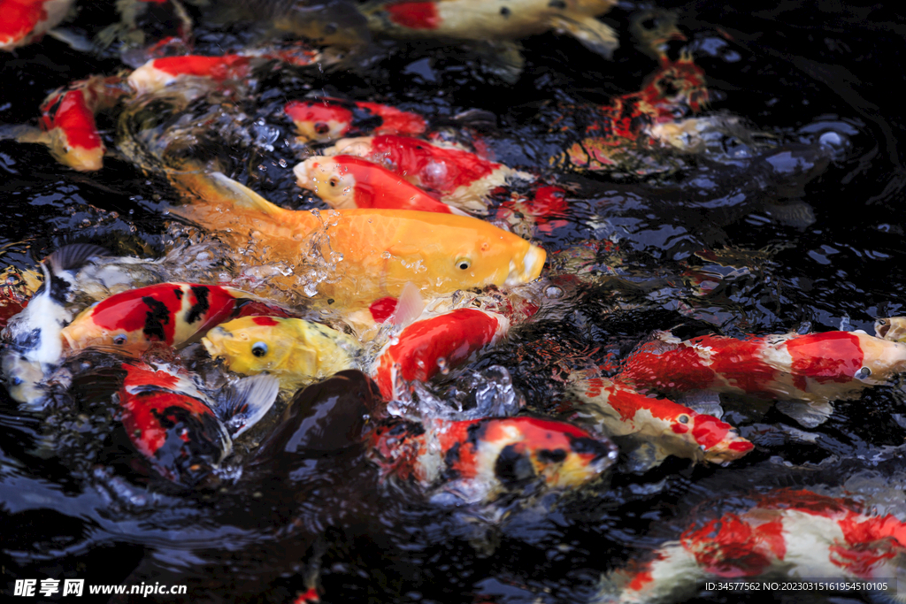 水中的锦鲤