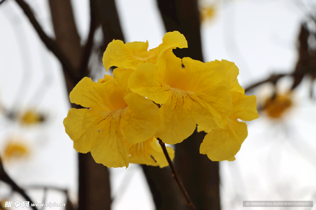 风铃花