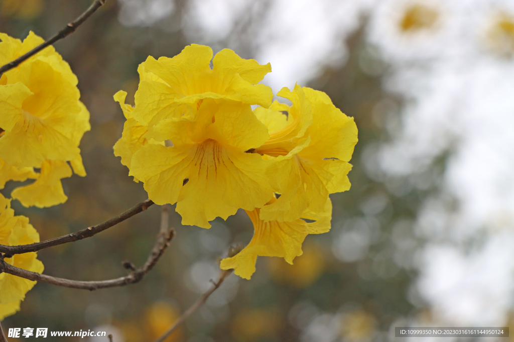 风铃花