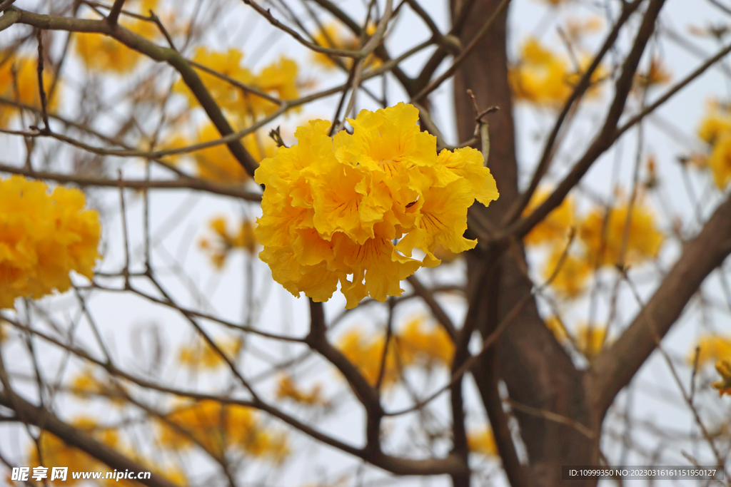 风铃花