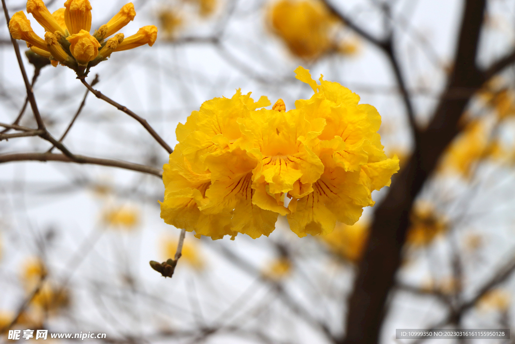 风铃花