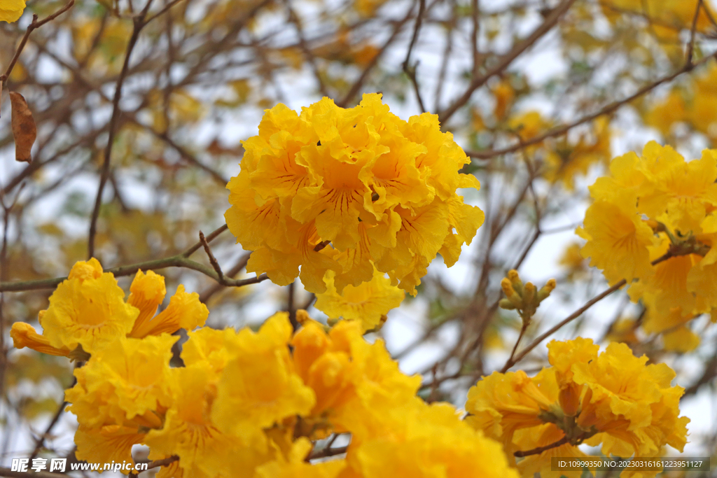 风铃花
