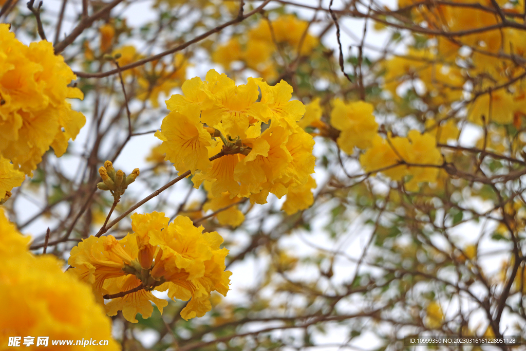  风铃花