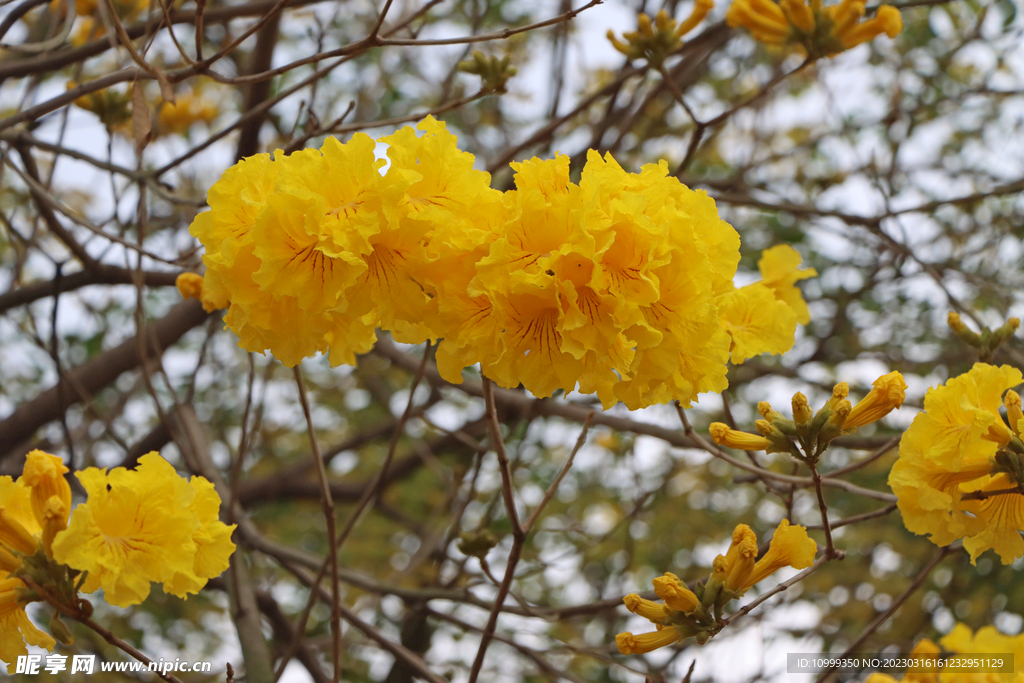 风铃花