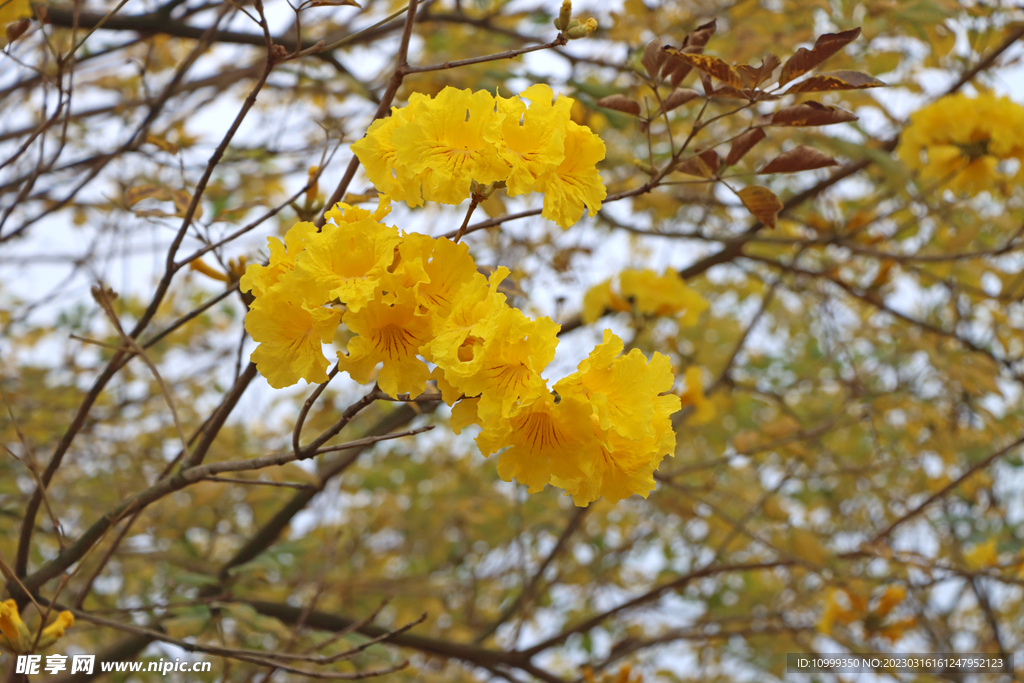 风铃花