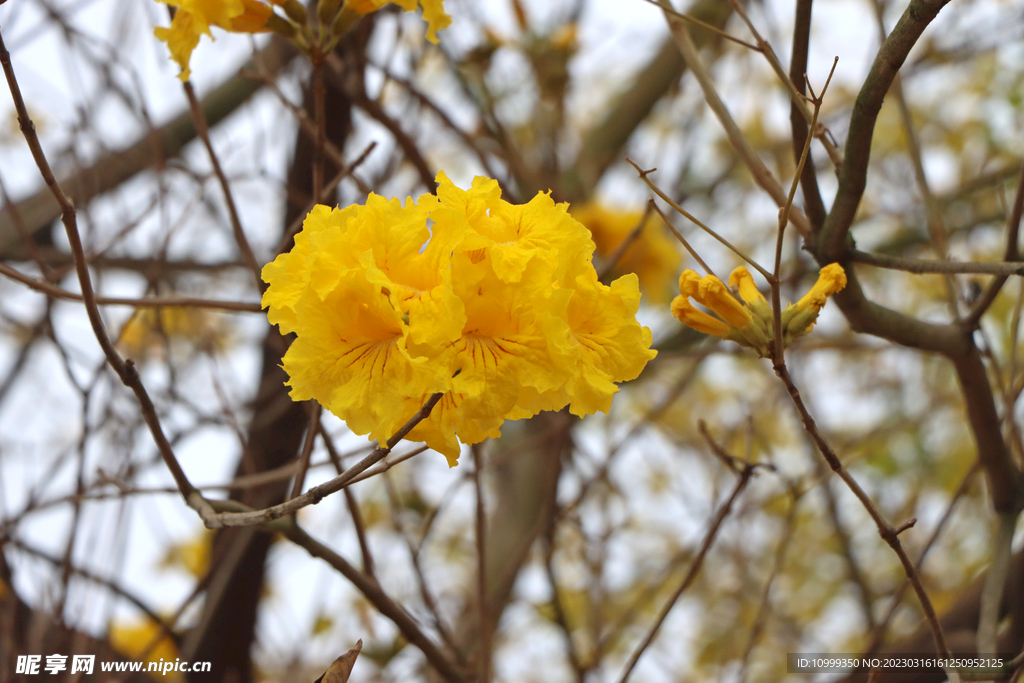 风铃花