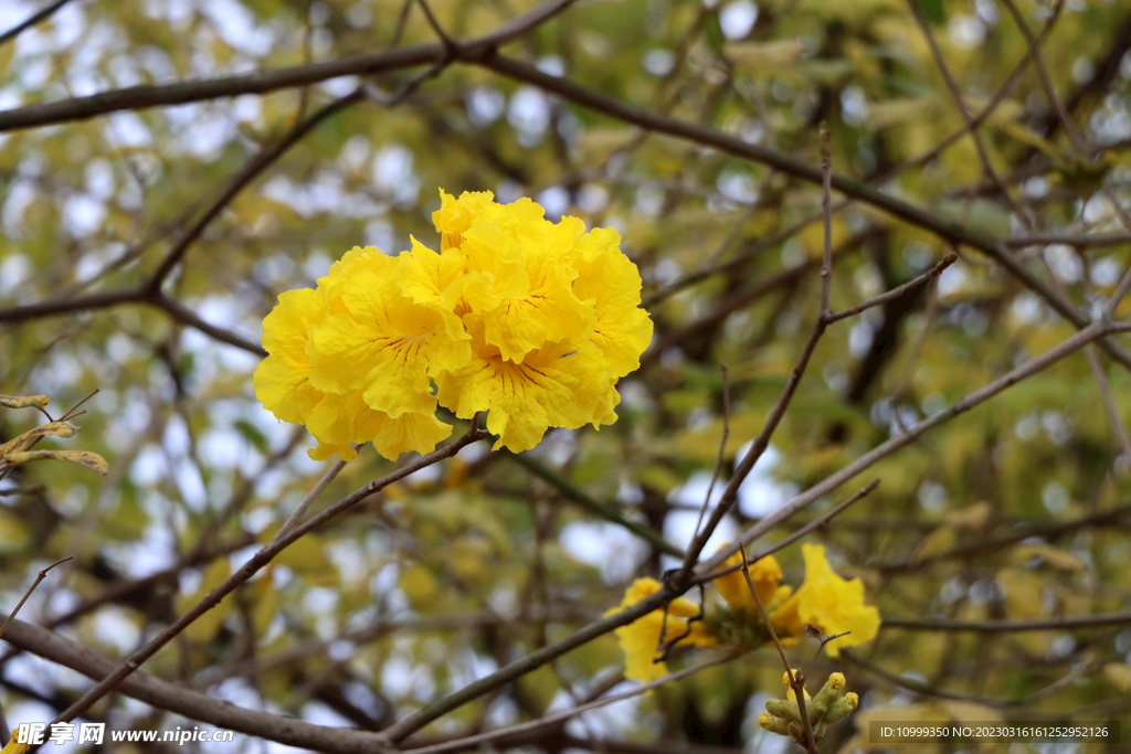 风铃花