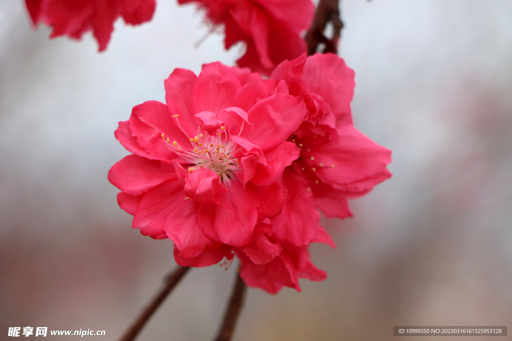 桃花