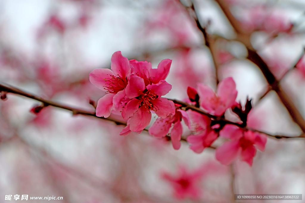 桃花