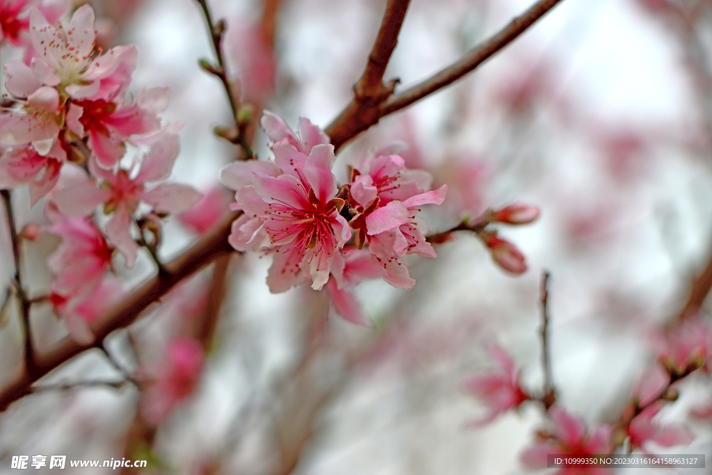 桃花