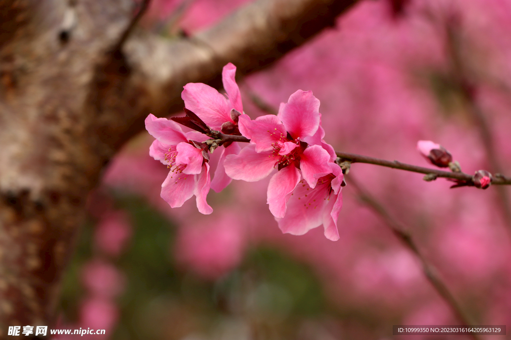 桃花