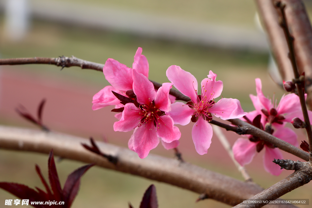 桃花