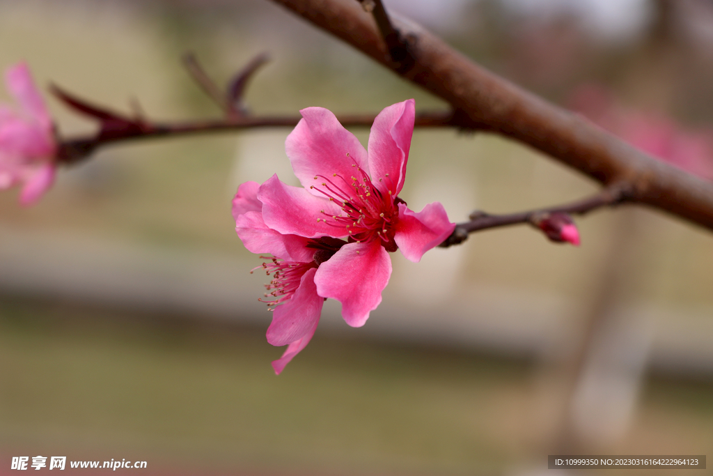 桃花