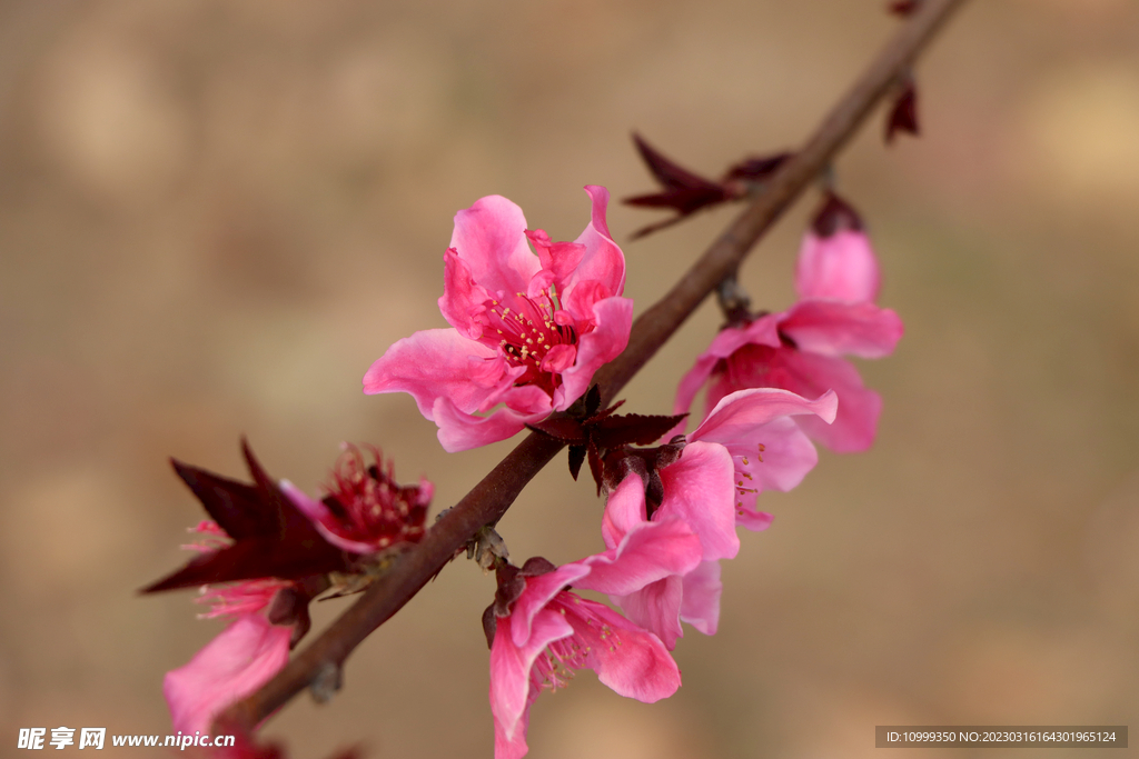 桃花