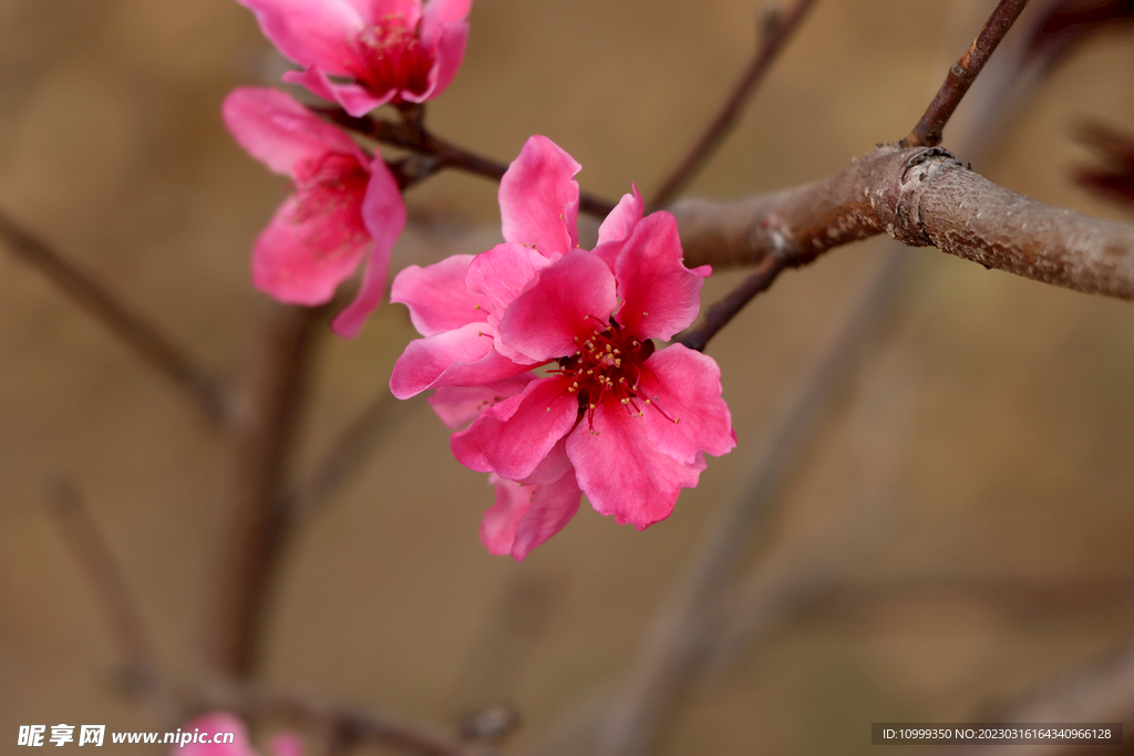 桃花