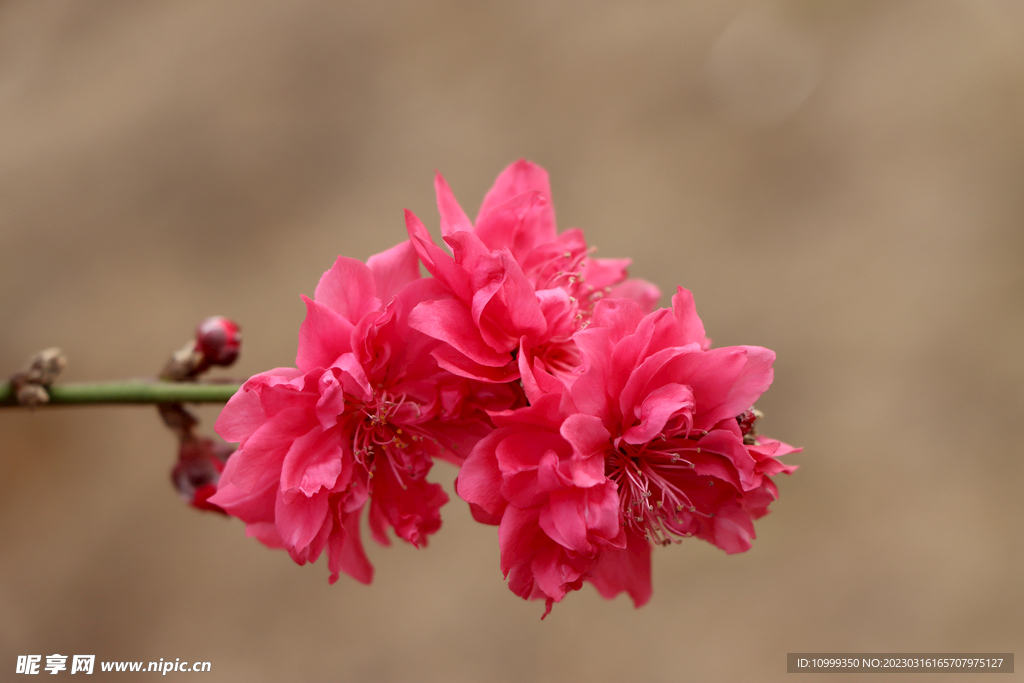 桃花