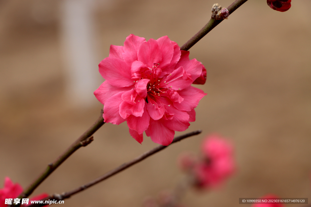 桃花