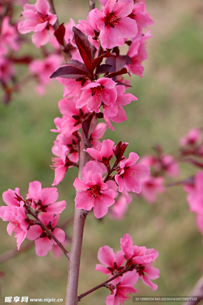 桃花