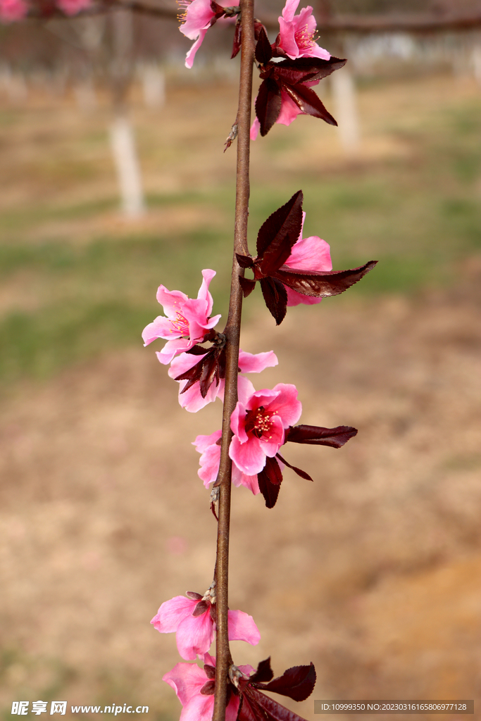 桃花