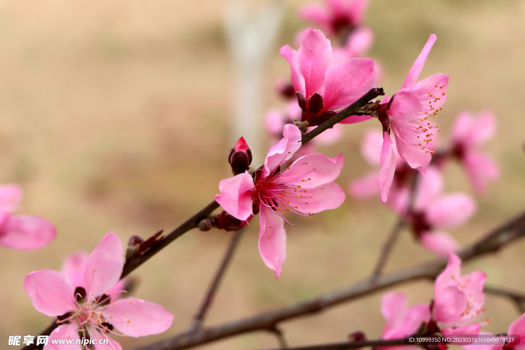 桃花