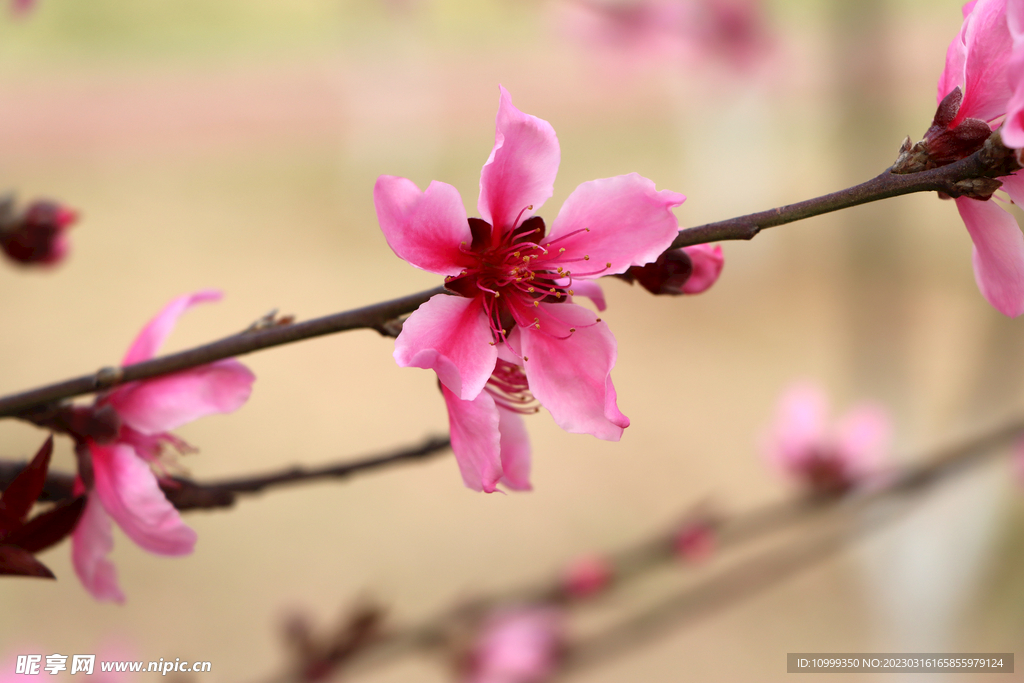 桃花