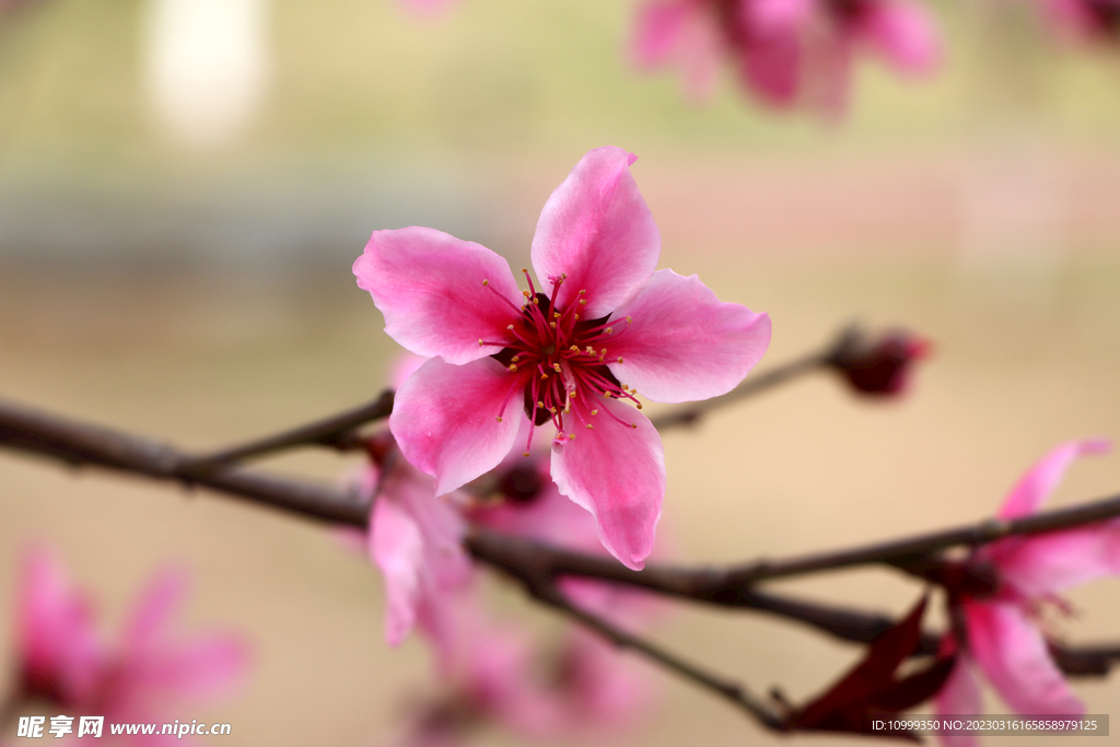 桃花
